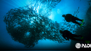 Learn to scuba dive and be free