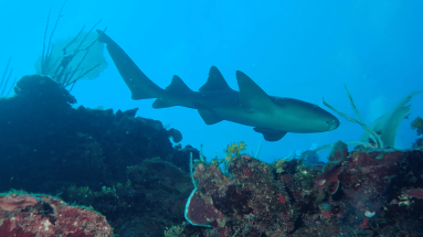 Nurse Shark swimming Above