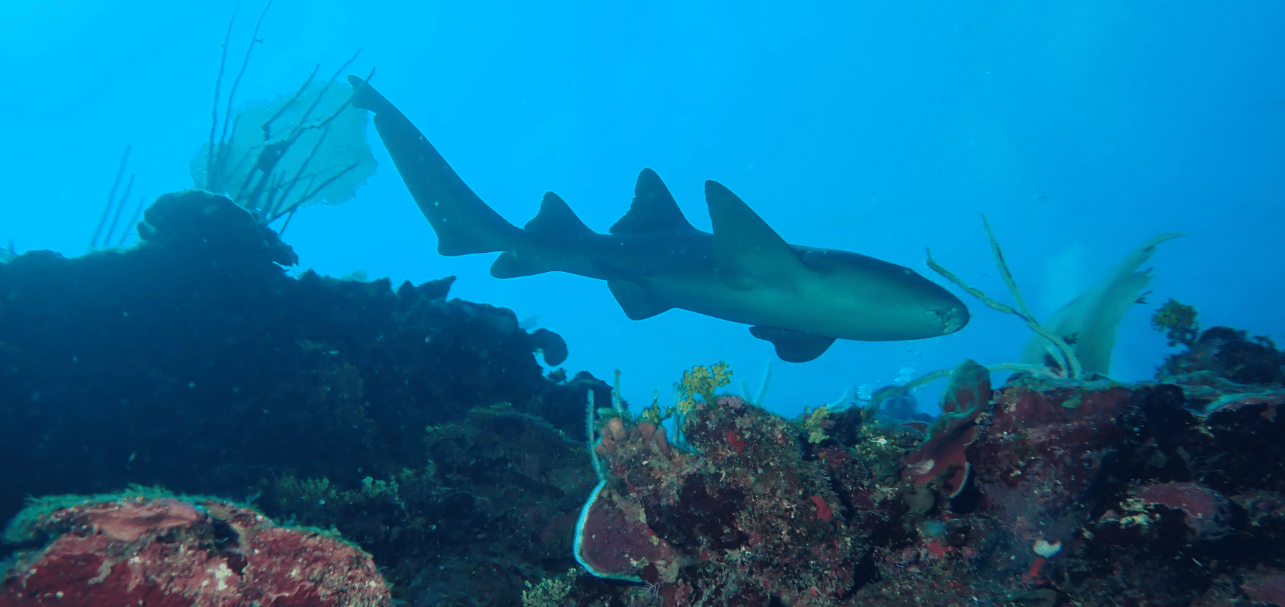 Learn To Conquer Your Fear of Scuba Diving With Marine Creatures.