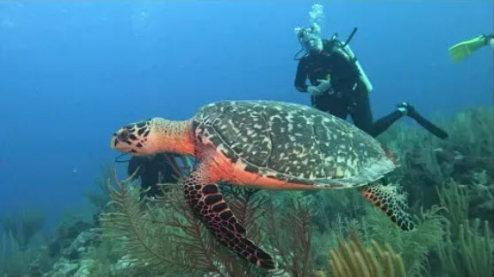 Green Sea Turtle