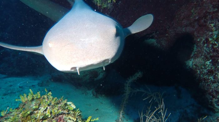 Nurse Shark in Belize
