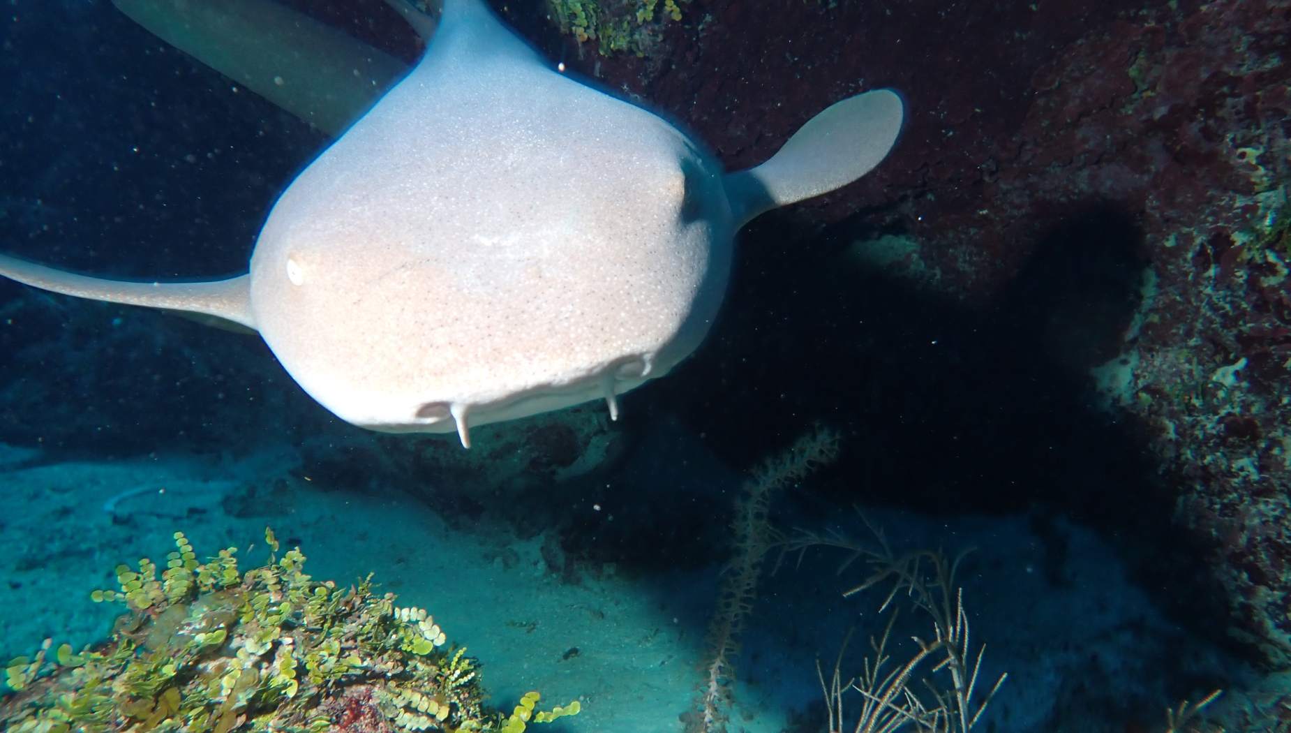 Nurse Shark in Belize