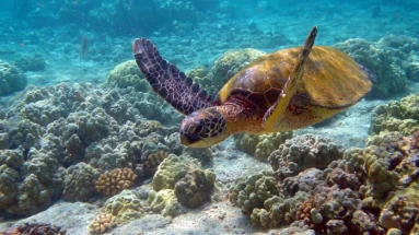 Turtle swimming on the Belize Barrier Reef